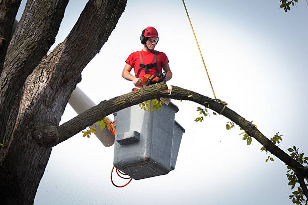 Professional  Tree Services in Mount Pleasant, TX